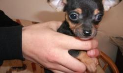 Black and brown, very playful and friendly, eats puppy food, and very healthy.