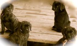 We are offering some really wonderful female English Mastiff Puppies at a truly unbelievable price. I have 4 puppies available from beautiful Amber she is AKC registered and 140 lbs. The sire is our stunning 217 lb AKC registered brindle male Cashious