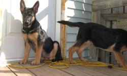 I have 2 pure bread German Shepherd puppies for sale. They are both female have 1st set of shots and dewormed.