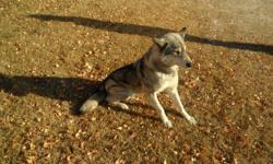 -4 year old Female husky cross.
-Has had 1 litter.
-All shots are current.
Around $300.0