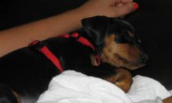 Female Min Pin, dewormed, needs first needles
 
Please e-mail if interested.