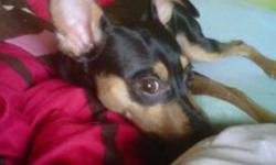 Zoe is a female Min Pin who is very affectionate and loves to cuddle. She enjoys fetch and tug a war but also will play by herself. Shes very good with children and has been raised with a 2 year old. Unfortunately I'm taking a young child in who is very