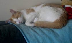 I have a female cat who is about a year and a half old and is spayed.  She is 1/4 Siamease and 3/4 Angora - very soft.  She is orange and white.  My boyfriend and I recently moved out of an apartment with roommates who had a cat and when our cat moved to