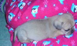 There is one female puggle puppy left , Lightly colored , very cuddly & friendly , Active, loveable & great with kids , The mother was a puggle & father a pug , we own both mother & father