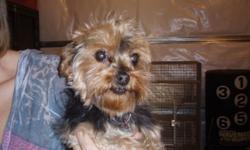 I have a female yorkie 5.5 yrs old House broken excellent with kids and other animals.If interested please contact me at 519-682-1051 or 519-809-1110