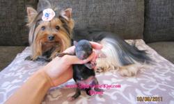 WEBSITE: www.littleyorkiekiss.com
BREED: YORKSHIRE TERRIER
SEX: FEMALE
DOB: OCT 8, 2011
PRICE: PUP'S START AT $2000 & UP AS A PET ONLY CONTRACT & 1 YR GENETIC GUARANTEE.
 
BREEDING RIGHTS MALES/FEMALES PUPS AVAILABLE FROM TIME TO TIME. PLEASE INQUIRE & WE