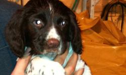 We have three purebred English Springer Spaniel Pups for sale! They will be ready next week after they're 8 weeks old. All have docked tails and will have had their first shots.
We have two females and one male in the litter, all liver and white in