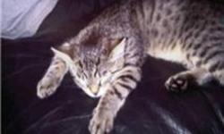 Hi there i have a males Bengal he is 16 months old looking for a good home for him he is good with other animals cats and dogs and really good with other kidsI dont know about babies he has been around them but not that often he just looks then runs but