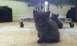 Adorable kittens litter trained, on soild food, dewormed, and ready to go to a loving home.All gray in color one female & one male.