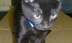 Playful black male born on June 17 2011,he has lived inside, he is good with dogs, kids, and other cats.
Kitten adoption fee $195.00 + HST
Cat adoption fee may vary please ask our staff for more details.
Includes~ Veterinary Exam. Deworming. Spay/Neuter.