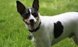 Rat Terrier Rescue Canada receives a large number of pleas to help rat terriers in need, but we can only help when foster homes are available.  Without foster homes healthy, loving rat terriers are euthanized when space and time become an issue in the