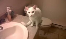 hi my sister found a female white cat that is very good looking you can tell it is an indoor cat its all white pretty slim/small very friendly meows alot was found in the area of Barbs Laundromat on Marks st. and Victoria ave. if you are missing her
