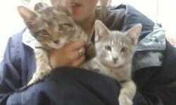 I have 2 kittens, Cute as buttons, needing homes by Monday the 3rd (of oct)
The boy one is the Brown one
The gray one is the girl..
FREEEEE kittens, So please take one,
E-mail me at leezinc@hotmail.com
if your interested.
