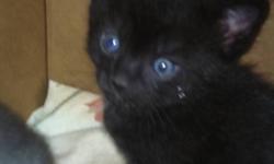 Black male kitten needing a good home.
This ad was posted with the Kijiji Classifieds app.