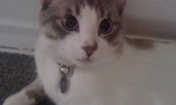 Free cat, will deliver, has food, enclosed litter box, need gone allergies are becoming too bad. Call 705-262-9420
Wonderful with kids, very affectionate
This ad was posted with the Kijiji Classifieds app.