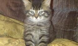Free playful cute tabby female kitten, litter trained, and good with dogs