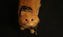 His name is Sam, he is roughly a year and a half old.
He is good natured and still very spunky for being an adult cat. He is a long haired ginger, with freckles on his nose. He is very loving. He's not declawed, and he is unaltered though we've never had