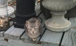 2 grey kittens. Both female. About 2 1/2 months old. Both are used to people and would make great indoor or outdoor cats. Please call Melissa at 780 832 8802.
This ad was posted with the Kijiji Classifieds app.
