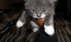 We curretnly have 1 male grey n white fluffy kitten left of 4  . 3 weeks old  will be ready to go to their new homes Oct 7 2011 at 6 weeks old, will be eating drinking and litter trained upon leaving to their new homes SERIOUS INQ ONLY
 
1 Kitten Left