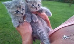 Many kittens for FREE. One batch of kittens are approx. 6 weeks old. Another batch of kitten are approx. 8-10 weeks old. Majority of them are solid grey, solid orange, or a mixture of both. All need a good home. Kittens are currently outdoor barn kittys