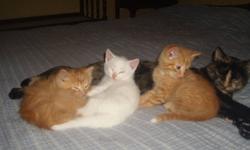 I have 3 kittens available and ready to go to their new homes. I have 2 males (both orange, 1 short hair the other fluffy), and 1 female (almost pure white). All 3 kittens are very friendly and good with children and dogs. If interested in any of the