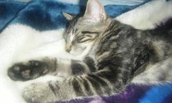 Updated December 21 , 2011. I still have this kitten. I am in desperate need to find a home for this male kitten I have. I already have 2 adult female cats and CAN NOT keep this male kitten. He is a male, grey tabby kitten. He is about 7 months old. NO