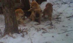 Hello I have 5 puppies to give away for free they will be ready by next week.
please call or text me at 204 370 6368 Anyk