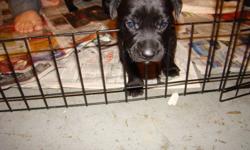 7 Lab, Rottie mix pupps.They look more like the mother but they will have short fur....5 Female, 2 Males! The Mother is Lab mix,The father is Rottie,Doberman.Very friendly well mannered dogs.Great with people,kids,and other animals! :)
first or second