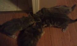 Cute fluffy grey kittens fully trained and wiened great with our toddlers, free to good home, good well mannered. Already great mousers and cuddlers. Please call or text Scott, or Annette