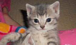 3 boys light grey tabby kittens ready for there new homes.