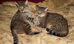 Free to a good home two beauitful sisters, fixed, one is declawed all cats items to go with them. Both are indoor cats and have never been separated, abandoned in a box when they were very young. Almost a year old, one likes to give kisses to show you
