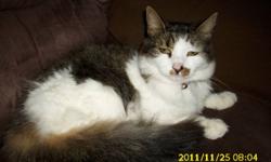 Fluffy is a sweet cuddly cat who loves to be cuddled and loved. Fluffy is also spayed/fixed. She is okay with pets, but much rather's to be alone. Likes to plays every now and than. She is very clean. She can be an indoor or/and outdoor cat. At the moment