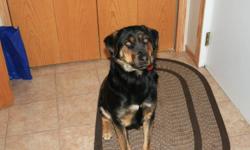 1 1/2 year old female Rottweiler cross. Very Friendly, House Broken, some basic training. Great with children.  Included, Bowls, Some Food and Toys
Call 204-759-2724 Shoal Lake, MB