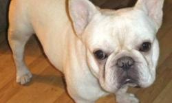 I AM DOWN SIZING MY SMALL HOBBY KENNEL AND LOOKING FOR VERY SPECIAL AND UNIQUE HOMES FOR TWO ADULT FRENCH BULLDOGS.
 
THE MALE IS BEING OFFERED ON  CO-OWNERSHIP ONLY AS I WILL REQUIRE FUTURE STUD SERVICES.HE IS A WONDERFUL
TEDDY BEAR OF A GUY AT 4