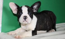 Adorable and fun characters Froston x puppies
Males and females, 5 in total
Pups should get to be roughly 20 lbs to 25 lbs when fully grown.
1st shots and dewormed, ready for loving homes.
Dad is a Boston terrier and mom is a french bulldog.
please e-mail