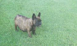 french bulldog,brindle,beautyful female,3 years old,very smart,she was pregnant in the picture,she had 2 litters,excellent mom,looking for a good home,for more info.call 1-780-581-0207