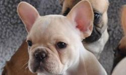 "YOUR NEW BEST FRIEND AWAITS!!"
 
www.maandpawfrenchbulldogs.com
 
  CKC French Bulldog Puppies Available!!
 
Cream Female with Rare Blue/Green Eyes $2800
 
Your new Puppy will be Microchipped, Vet Checked, Healthy, Well Socialized, Spoiled & Up to Date