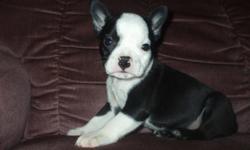 Beautiful litter of French Bulldog x Boston Terrier puppies now ready to meet their new families.  These pups are very social and outgoing.  They are very intelligent and will make an excellent family pet.
Pups go home with 1st vaccination, deworming and