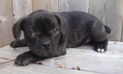 We have one adorable little female puppy left, waiting for her new home!! Her father is a French Bulldog, mom is a Puggle.  She has her first needle, has been vet checked and dewormed. Comes with vet health certificate.
Beautiful black brindle colouring.