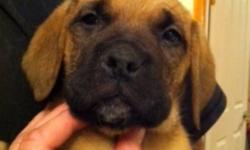 READY TO GO! Great Christmas addition for those looking for a great family dog! All shots and worming has been done.  Pups have been home raised and around children.
 
Dad is French Mastiff (Turner and Hooch dog) and mother is a English Mastiff.  These
