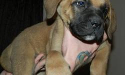 READY TO GO! Great Christmas addition for those looking for a great family dog! All shots and worming has been done.  Pups have been home raised and around children.
 
Dad is French Mastiff (Turner and Hooch dog) and mother is a English Mastiff.  These