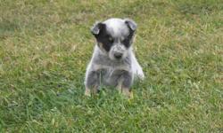Full Blood Blue Heeler Puppies with first shots.
Born and raised on a farm, as with their parents. Very friendly and used to children. I have 1 female and 5 males left.
 
Picture
# 1 - Male
# 2 - Male
# 3 - Male
# 4 - Male
# 5 - Male
# 6 - Female 
Picture