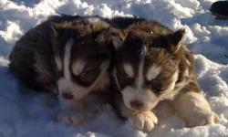 I have two full breed Siberian husky male pups for sale. They are 5 weeks old, they are DE-wormed! looking for good homes as soon as possible! If interested please contact me at (709) 488-0997. Ask for Ken