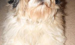 6 year old spayed Shih Tzu:  She is an excellent  family pet in every way except that she barks whenever our baby girl cries (which is a lot, lol).  She is perfectly house trained, calm and well mannered.  She is also very loving, friendly and gentle with