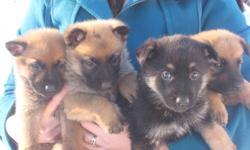 9 adorable 3/4 german shepherd 1/4 dutch shepherd puppies.  Father is pure bred german shepherd and mother is 1/2 dutch shepherd, 1/2 german shepherd. There are 4 females and 5 males. Both parents have excellent temperments.  They are used to cats. All