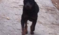 Well
My pure bred pure black German shepherd got past me and fertilized my pure bred German Rottweiler with von sniper roots. Both parents are ckc registered and are from champion blood lines. Both parents are free and clear of any health issues and are