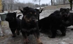 This cute adorable puppies are looking for loving homes.  The will grow to be bigger like a shephard but most of them took on there mothers rotti colouring.
Father is a pure bred German Shephard, he is pure black.  Mother is 1/2 shephard and 1/2 rotti,