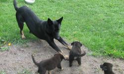 German Shepherd Puppies
Father Purebred CKC Registered (Black) with papers
Mother Shepherd /Collie Cross
5 male and 3 Female (3 Tan male and 2 Black Male)
Call 905 447-1744 to visit anytime
These Puppies and their parents all live in our Home.....yesss