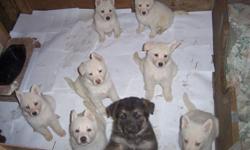 6 gorgeous white Shepherds available to be adopted, 3 males & 3 females. They have been lovingly raised in our home and handled daily. When ready to go, they'll have been dewormed, vet-checked, have their first shots, be micro-chipped, CKC registered and