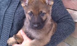 German Shepherd Puppies.
Litter is CKC Registered. Puppies have had their first shots, been dewormed and mirco-chipped.  We have spent a lot of time with the litter and their personalities are fantastic. We are expecting a baby of our own in about 3